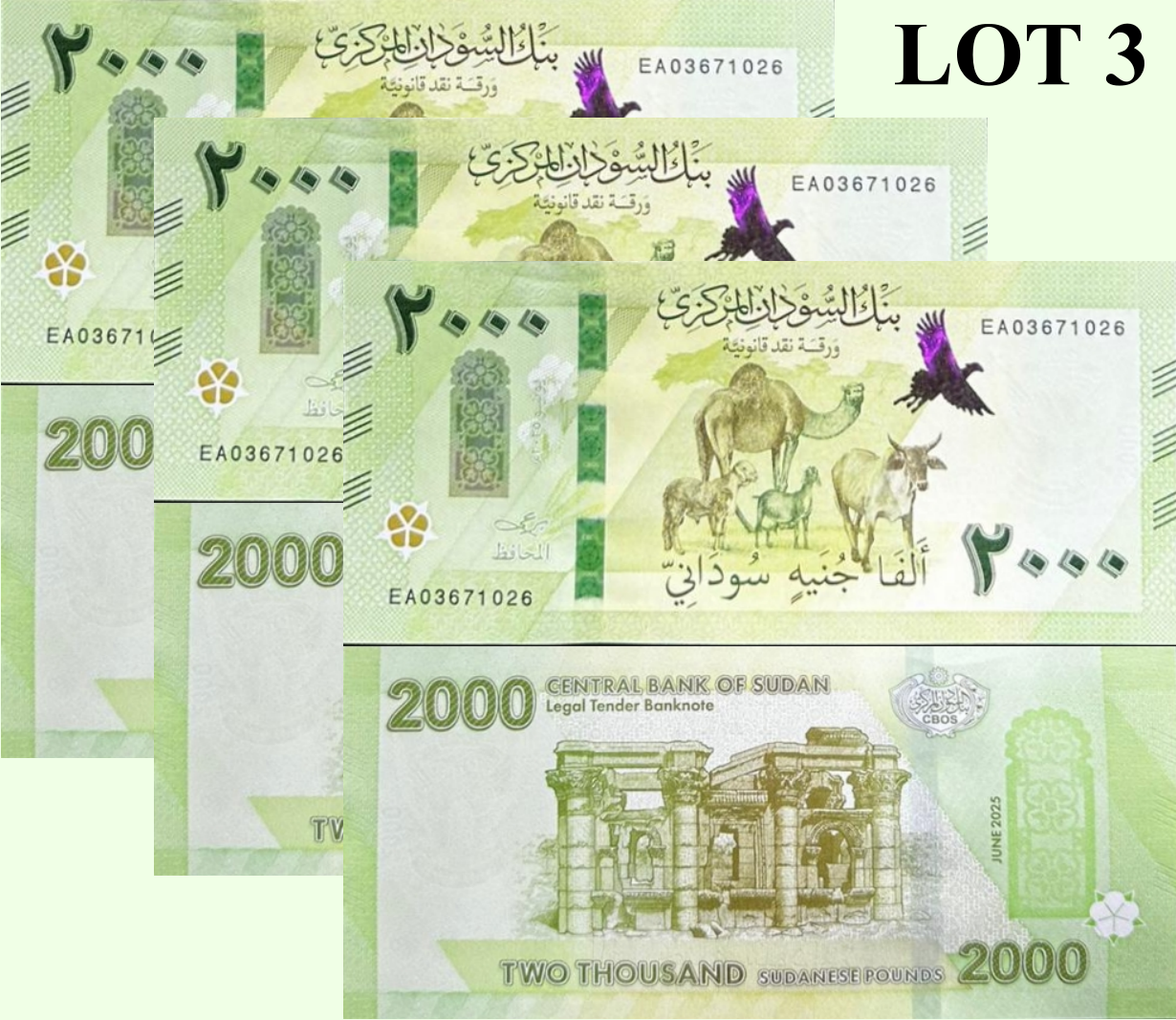 Sudan 2000 Pounds 2025 / 2026 P New Design Camel UNC Lot 3 pcs
